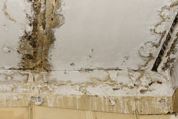 Best Water damage restoration near me  in USA